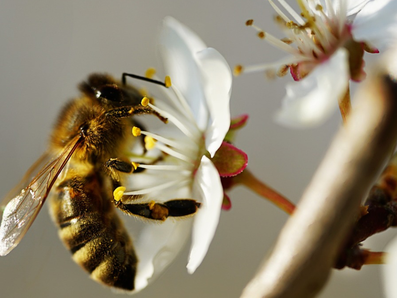 Eine Biene sitzt auf einer weißen Blüte und sammelt Nektar ein.