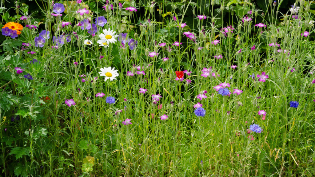 10 pflegeleichte Pflanzen für den Garten