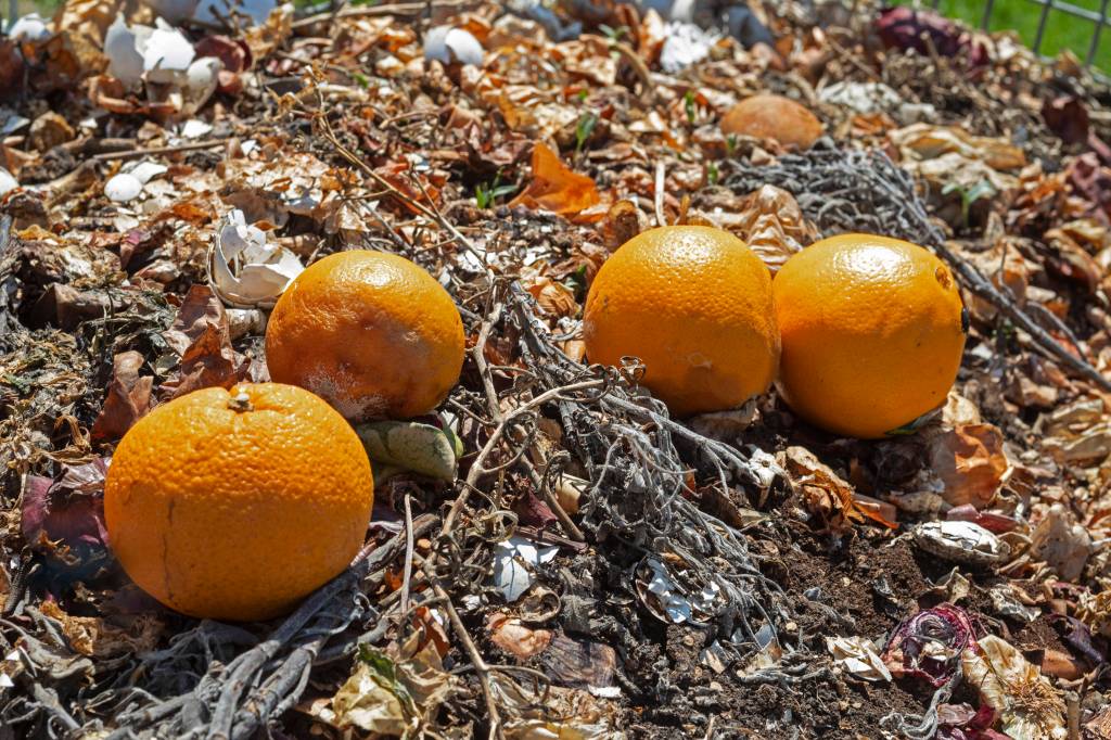 Kompost mit Orangen