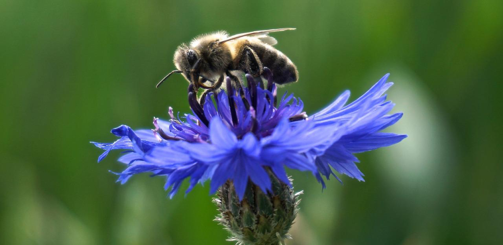 Biene auf einer Blume. Bienenfreundliche Alternativen zu Geranien pflanzen.