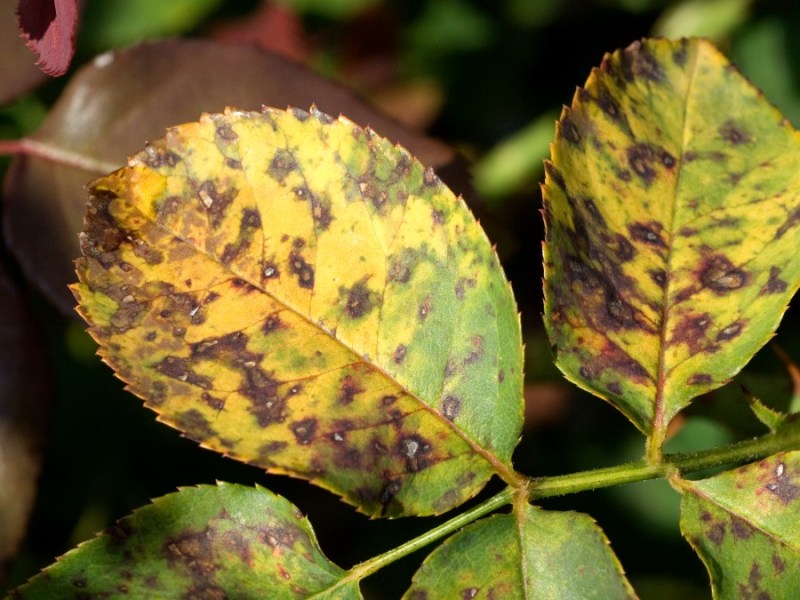 10 Tipps, wie du kranke Rosen im Garten erkennst und behandelst