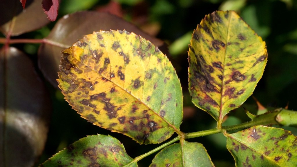 10 Tipps, wie du kranke Rosen im Garten erkennst und behandelst