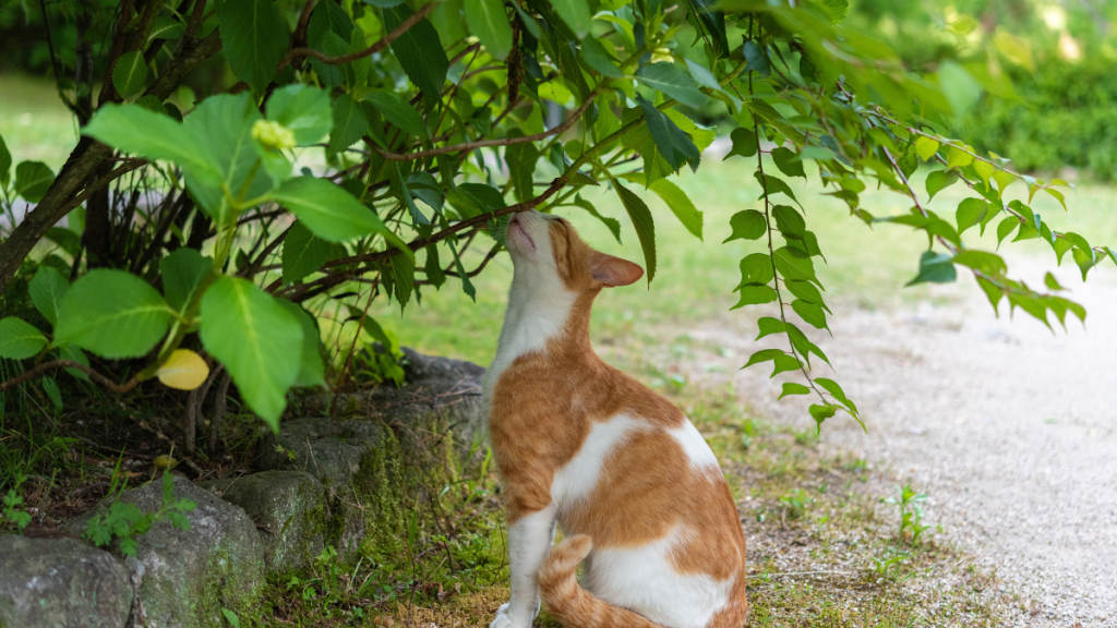Eine Katze riecht an einem Busch.