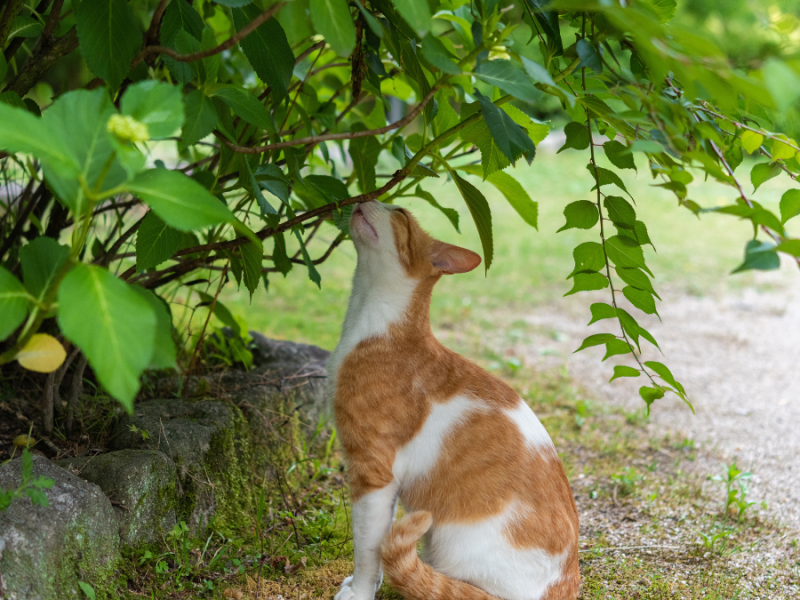 11 Tipps, um Katzen aus Blumenbeeten fernzuhalten