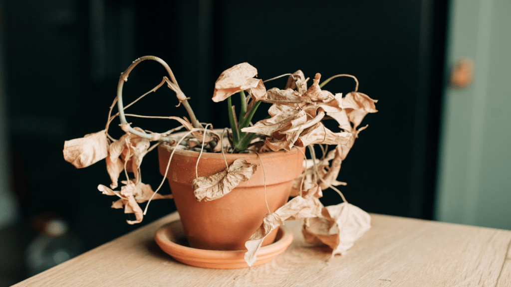 7 Tricks, um tote Pflanzen im Garten wiederzubeleben