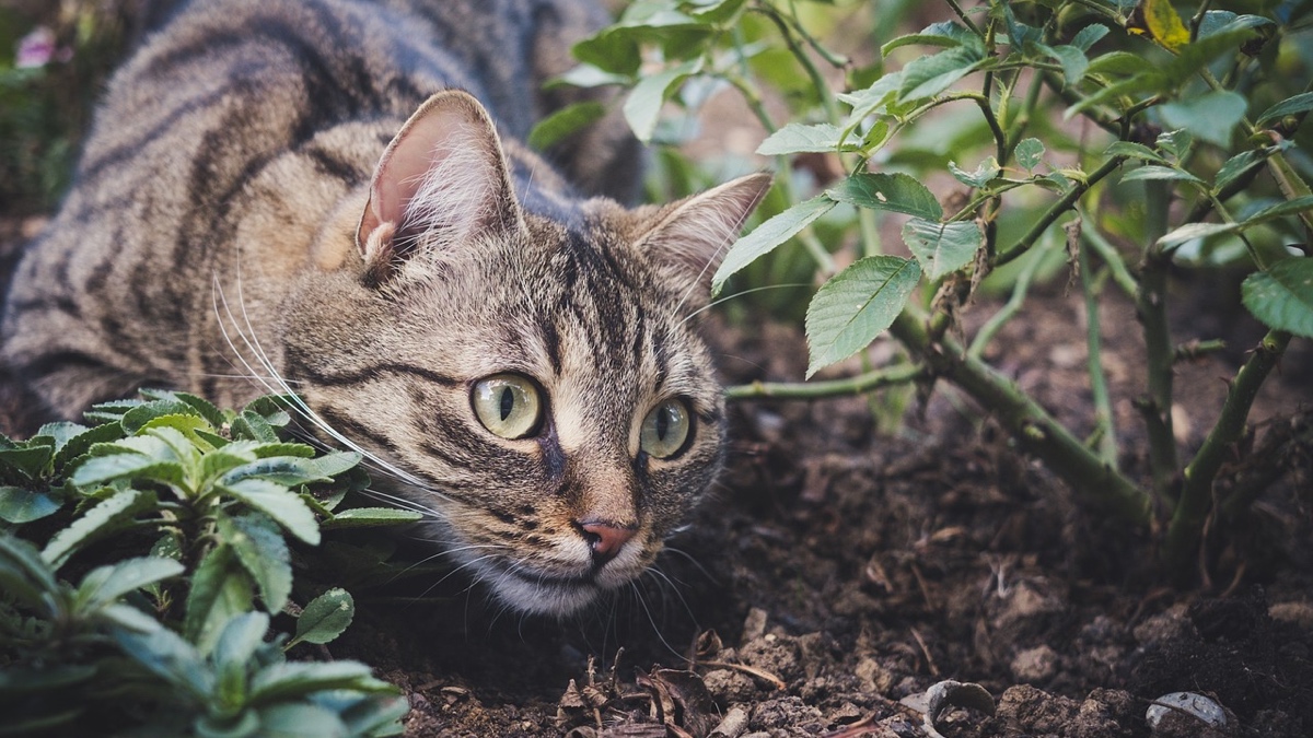 Eine Katze schleicht durch ein Blumenbeet