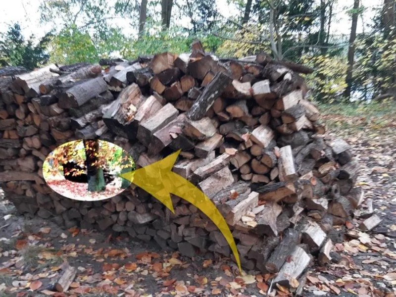 Holzstapel im Wald.