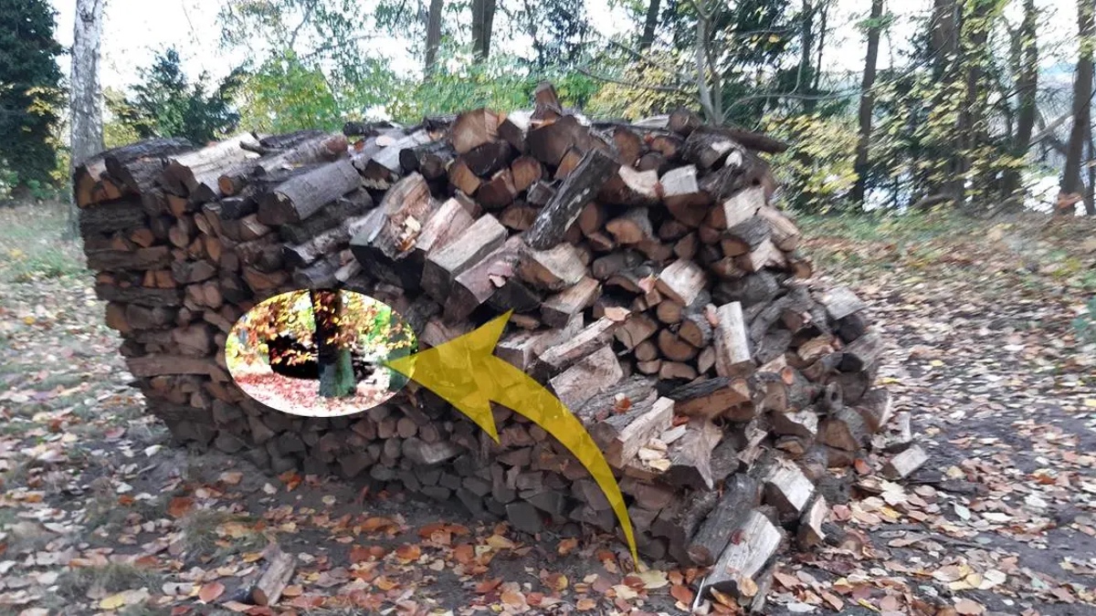 Holzstapel im Wald.
