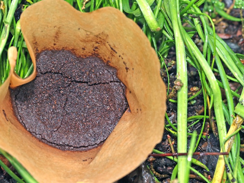 Aus diesen 5 Gründen ist Kaffeesatz im Garten nutzlos