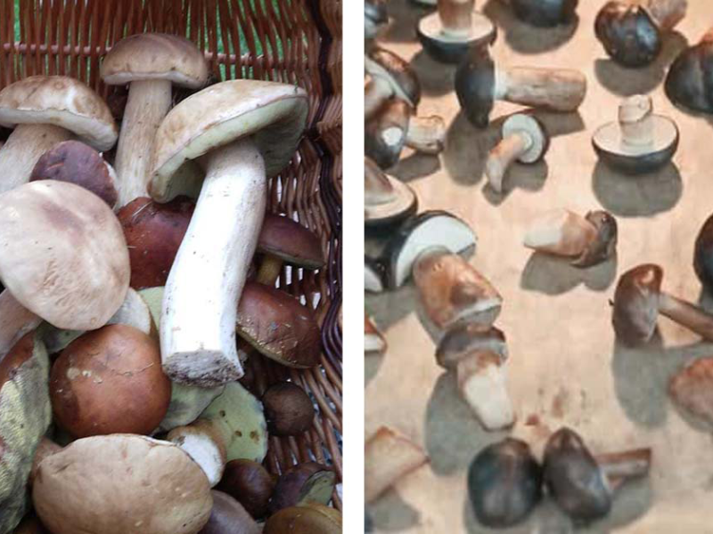 Pilze trocknen: So geht es richtig