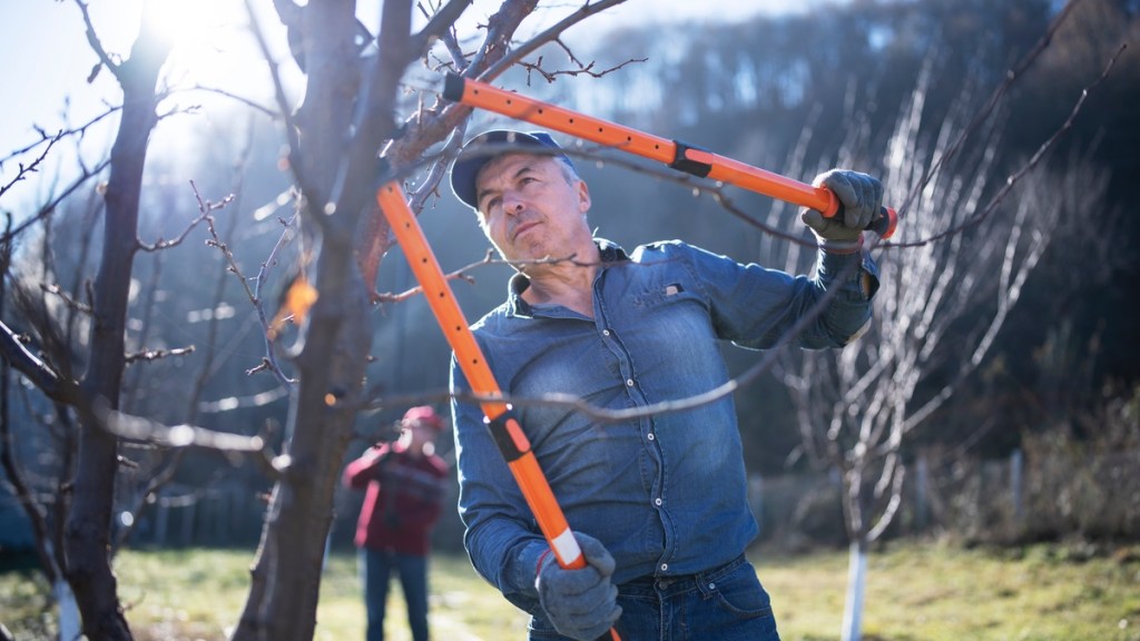 Ein Mann schneidet mit einer großen Gartenschere Äste eines Baumes zurecht.