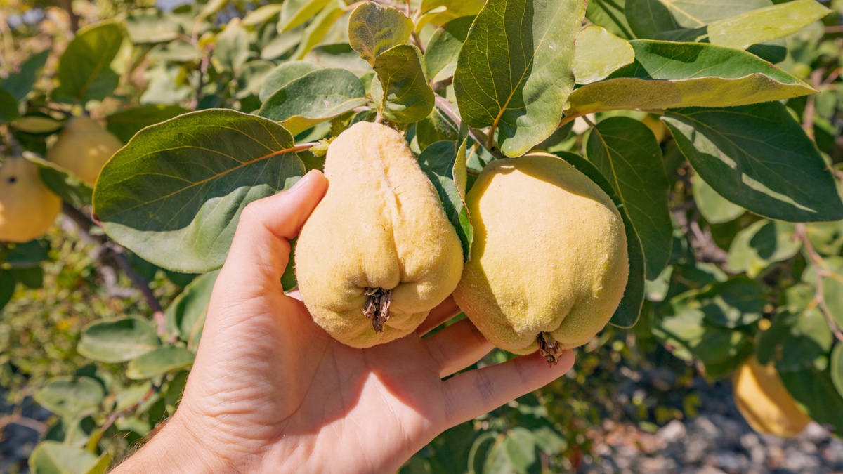 Quitten verarbeiten: 5 leckere Rezepte.