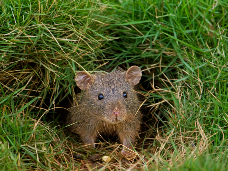 Ratte im Garten