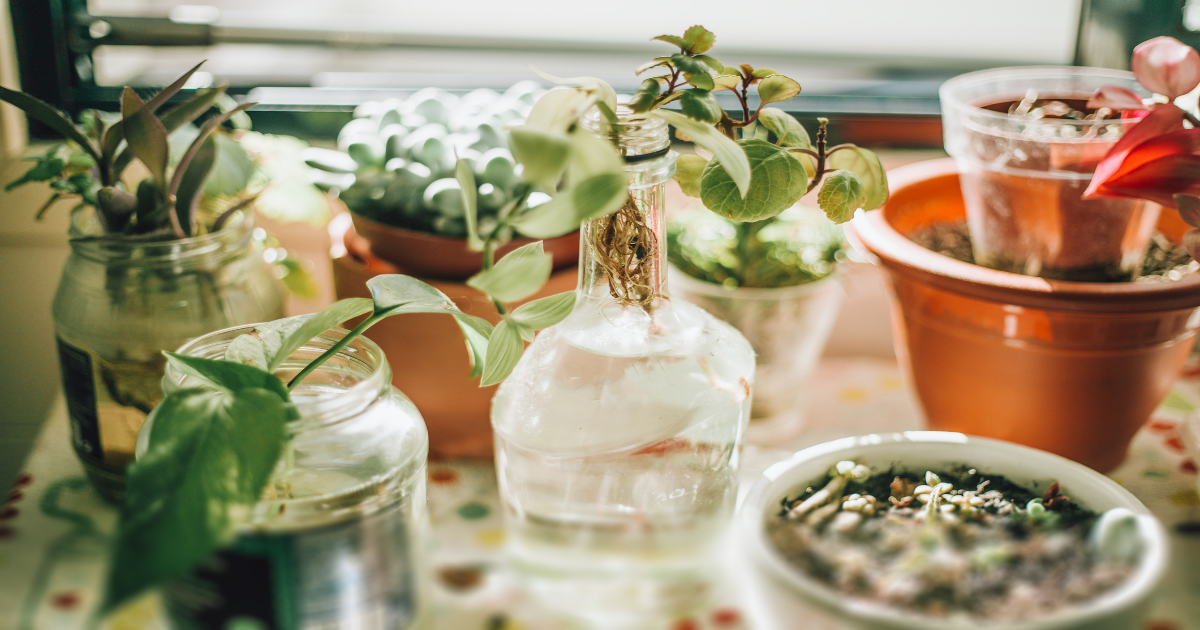 Garten Sukkulenten im Glas ohne Erde ziehen Genialetricks