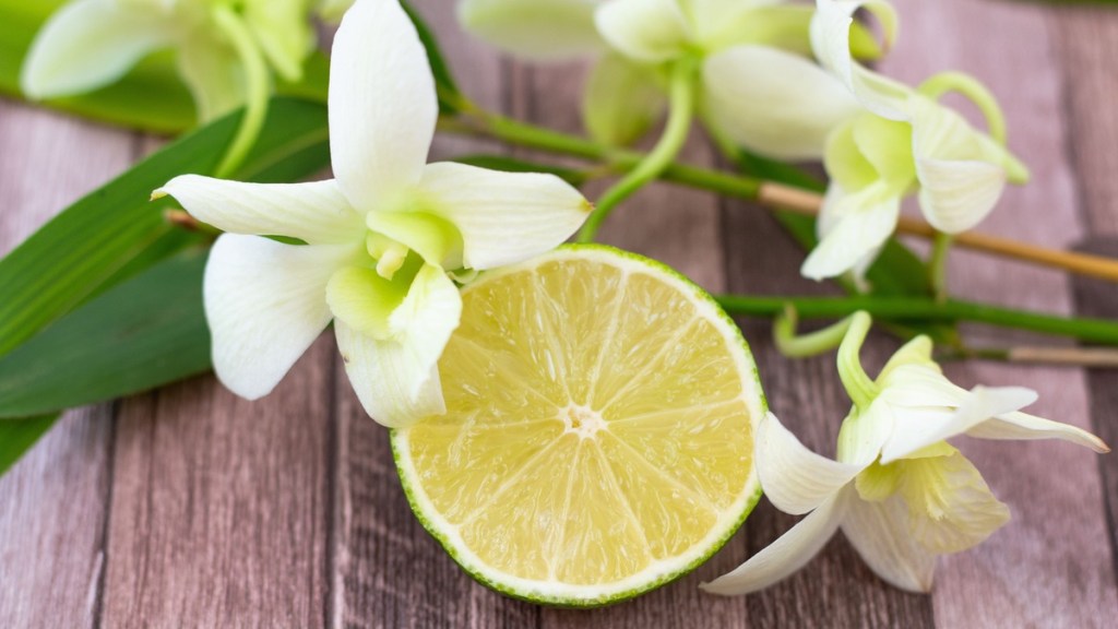 Zitrone und Orchidee