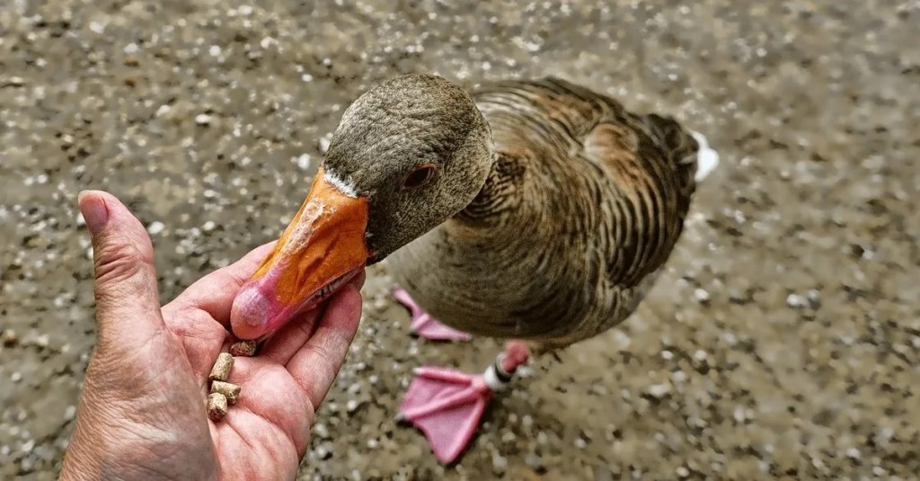 Eine Ente wird mit der Hand gefüttert.