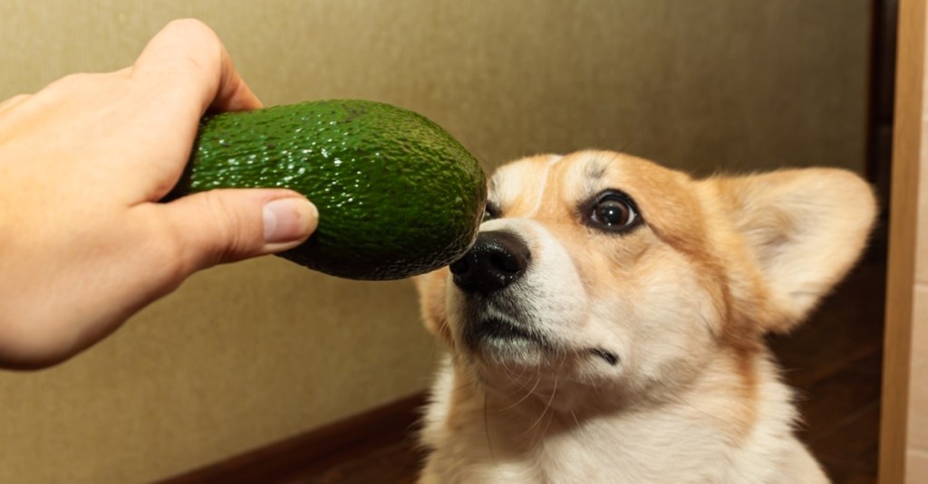Dürfen Hunde Avocado fressen?