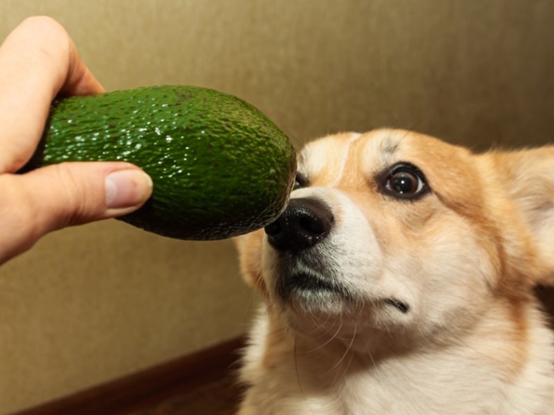 Dürfen Hunde Avocado fressen?