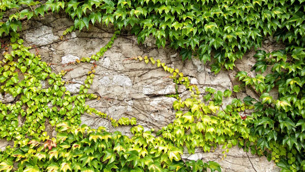 Efeu an einer Hauswand.