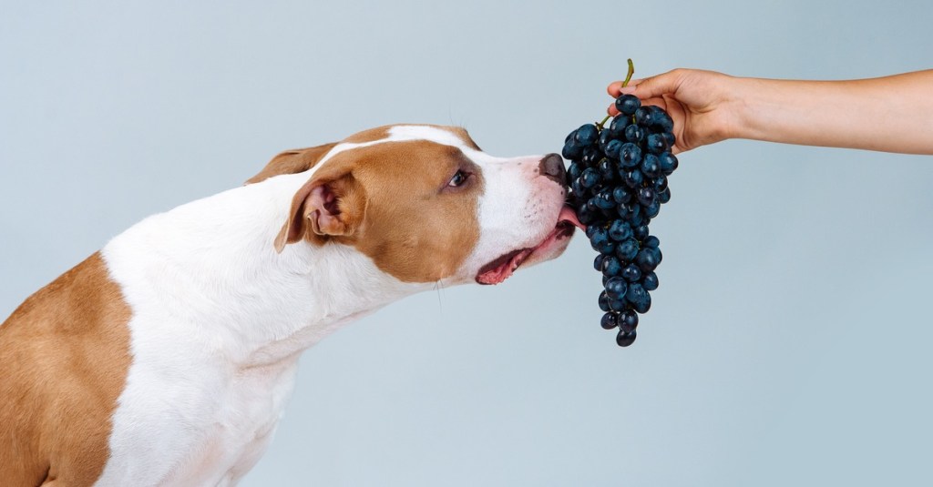 Hund schnuppert an Weintrauben.