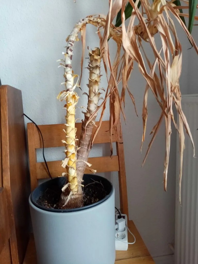 Vertrocknete Pflanze in der Wohnung soll Unglück bringen.