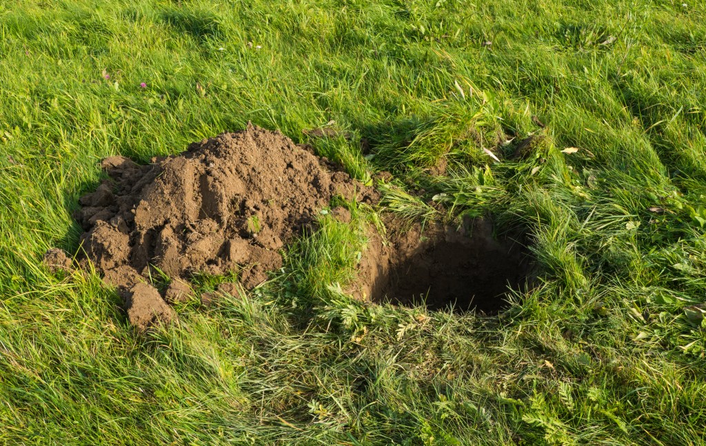 Löcher im Rasen Welches Tier steckt dahinter? Genialetricks