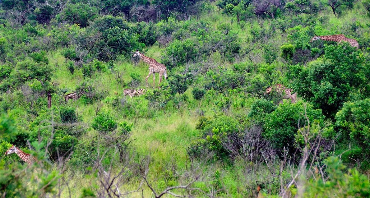 Bilderrätsel: Wie viele Giraffen siehst du?