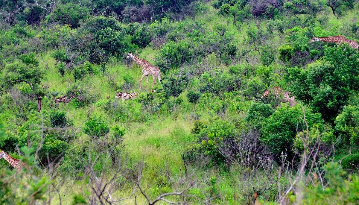 Bilderrätsel: Wie viele Giraffen siehst du?