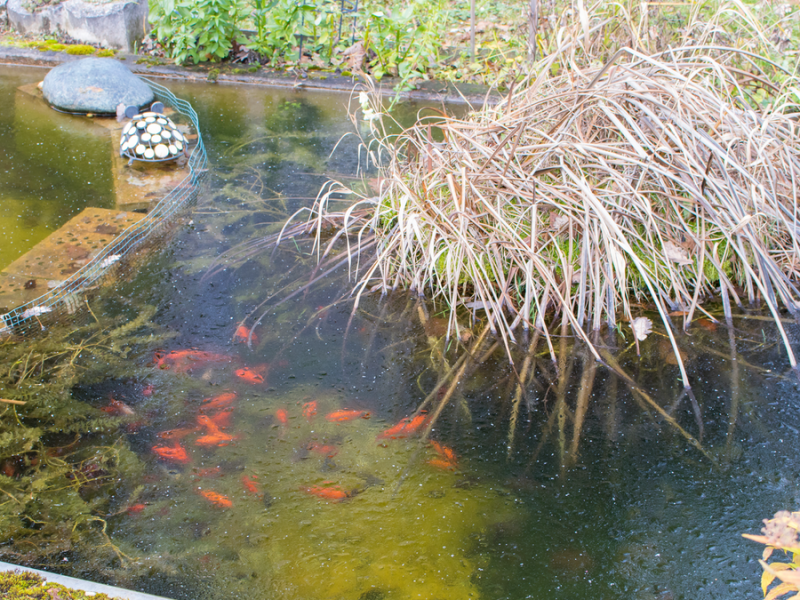 Ein leicht zugefrorener Teich mit Fischen darin.