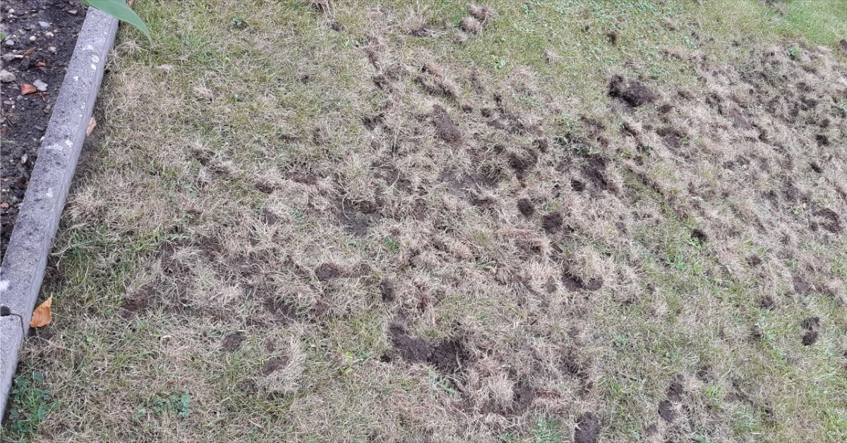 Löcher im Rasen Welches Tier steckt dahinter? Genialetricks