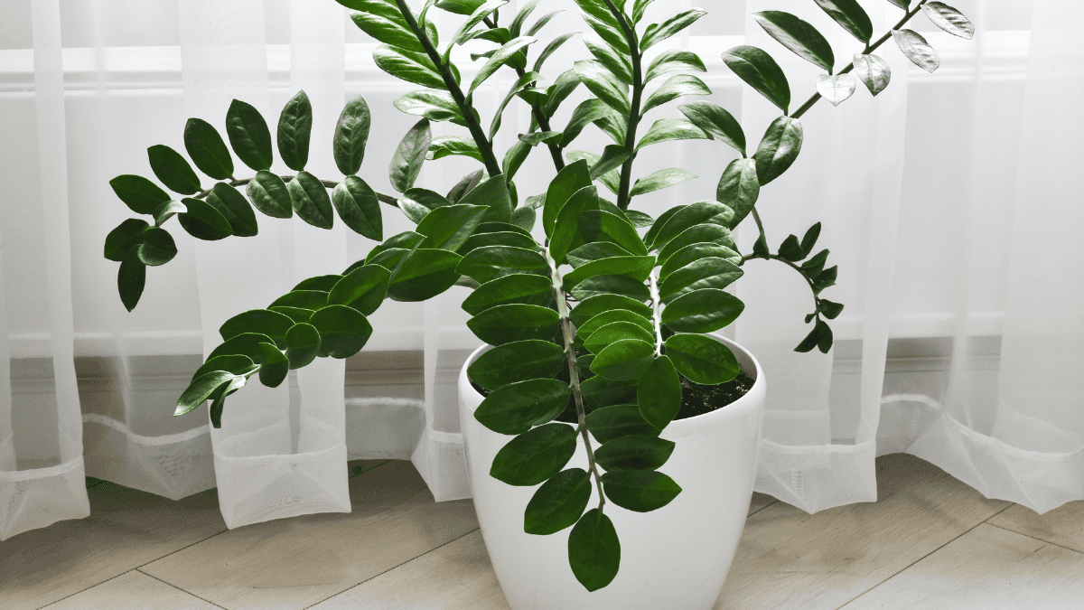 Pflegeleichte Zimmerpflanzen, Zamioculcas steht in weißem Topf auf dem Boden vor einem Fenster