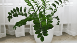 Pflegeleichte Zimmerpflanzen, Zamioculcas steht in weißem Topf auf dem Boden vor einem Fenster