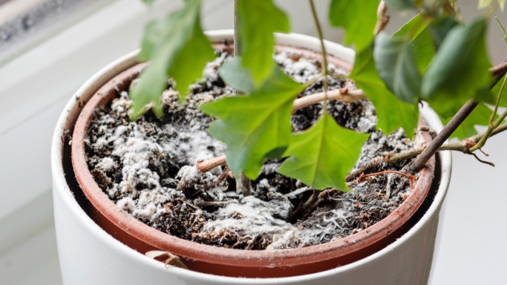 4 Tipps, um deine Zimmerpflanzen vor schimmelnder Blumenerde zu retten