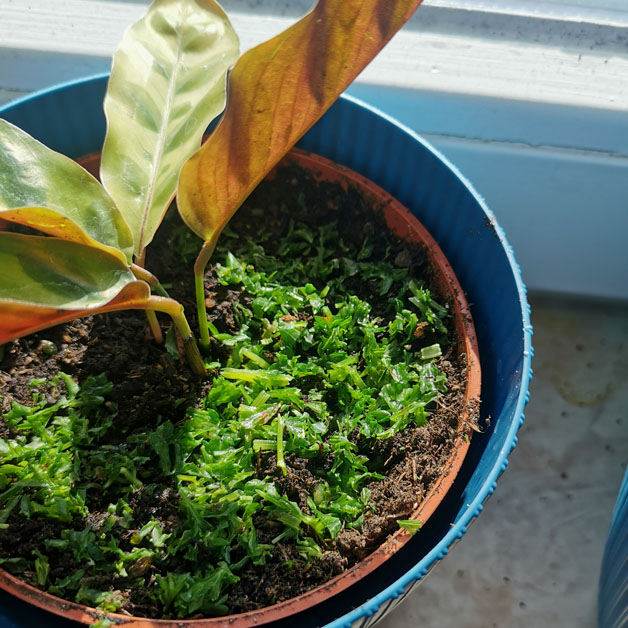 Kleine Fliegen in der Blumenerde mit Küchenkräutern bekämpfen.