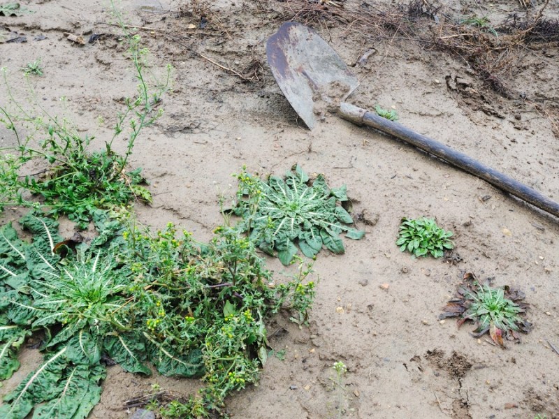 7 Hobbygärtner, denen die Gartengestaltung total misslungen ist