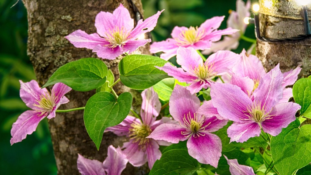 Eine Clematis-Blume mit rosa Blüten.