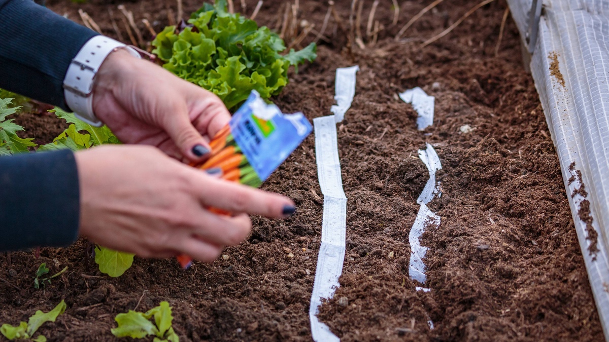 Garden: Make your own carrot seed tape from toilet paper