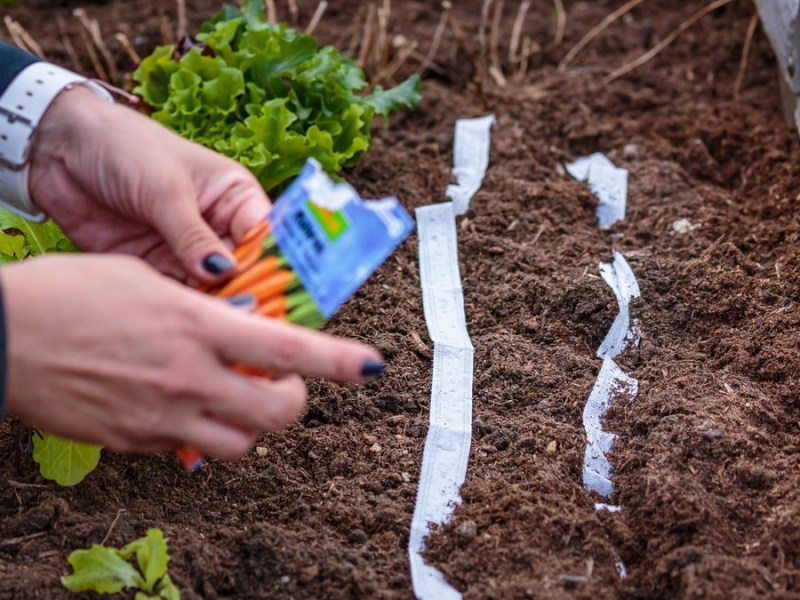 Karotten anbauen: Saatband aus Klopapier selbst machen