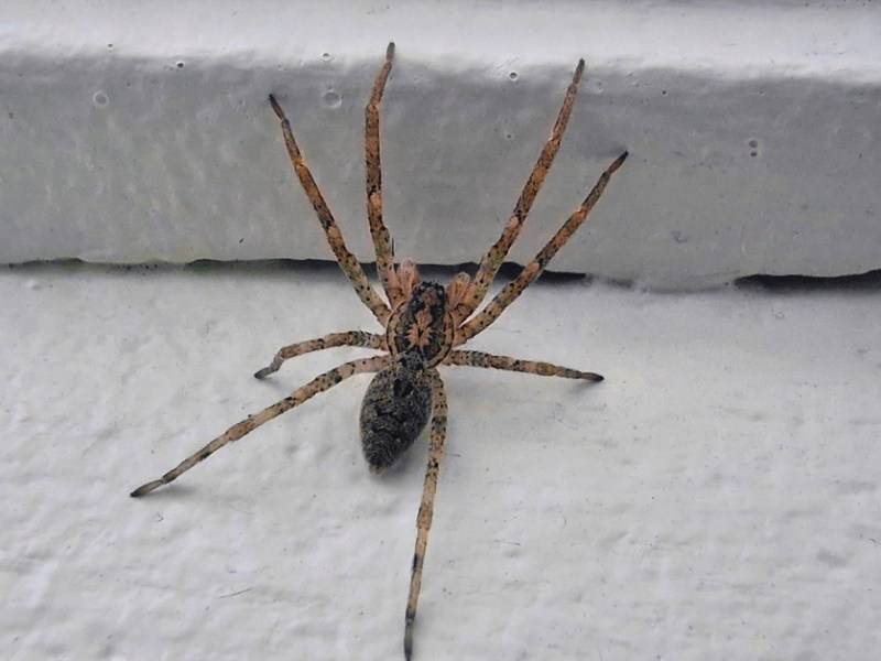 Eine Spinne in der Wohnung.