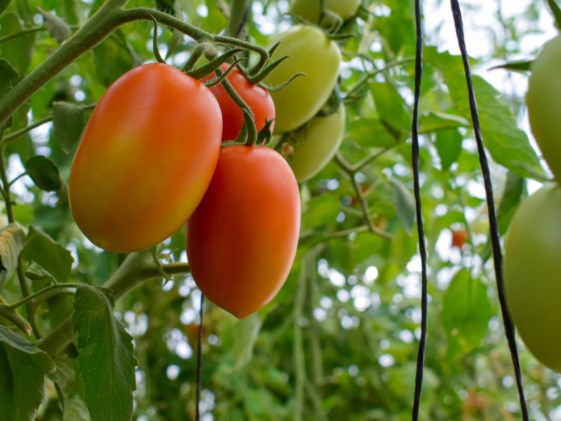 Tomaten: 10 häufige Fehler beim Anbau