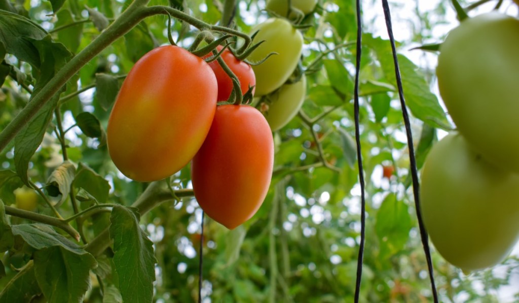 Reife Tomaten an einem Strauch.