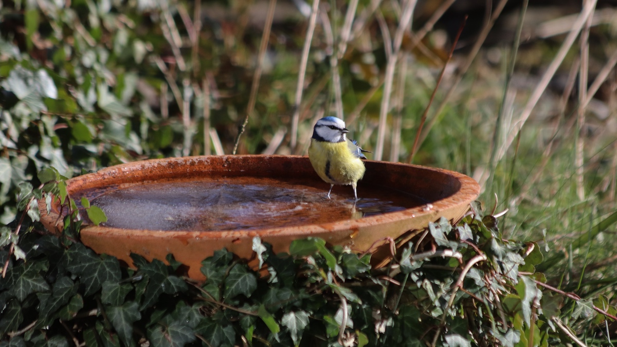 Tierfreundlicher Garten 10 Tipps für Tierfreunde Genialetricks