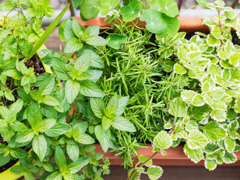 Terrassen- und Balkongestaltung: Auf diese Pflanzen sollten Mieter verzichten