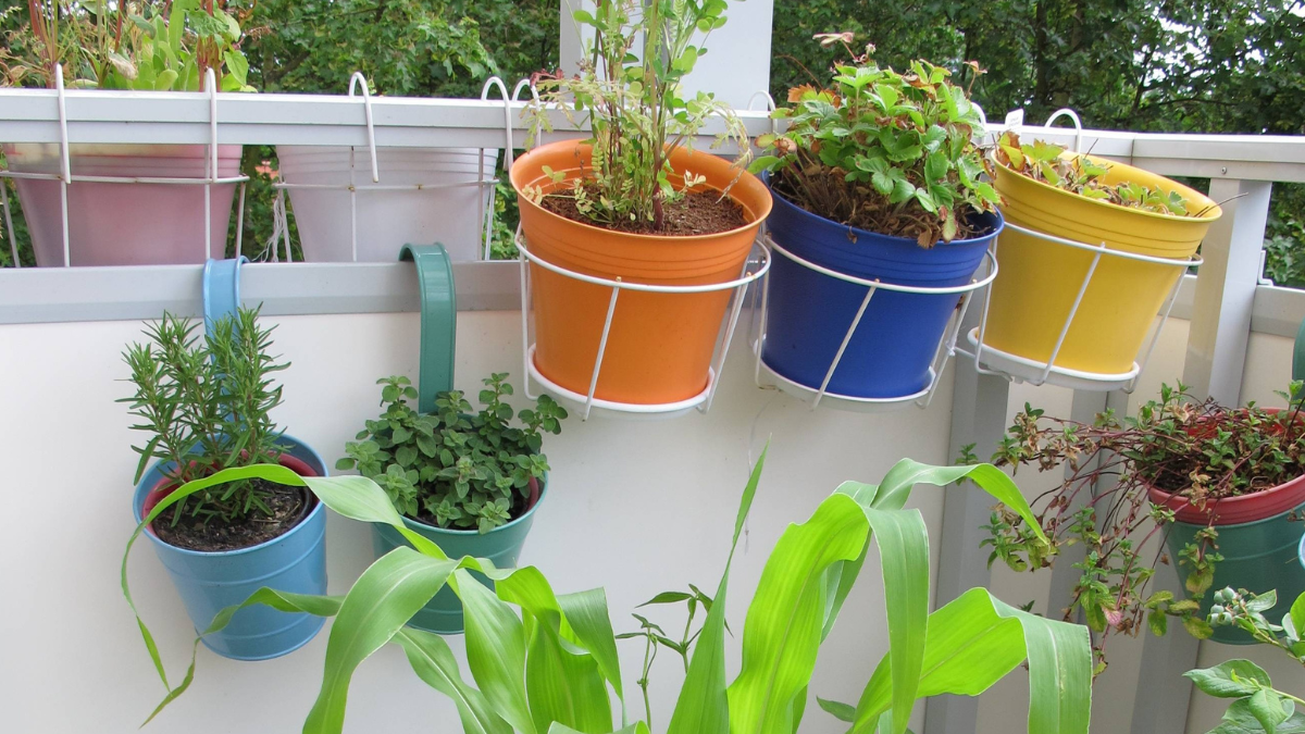 Gemüsepflanzen auf dem Balkon