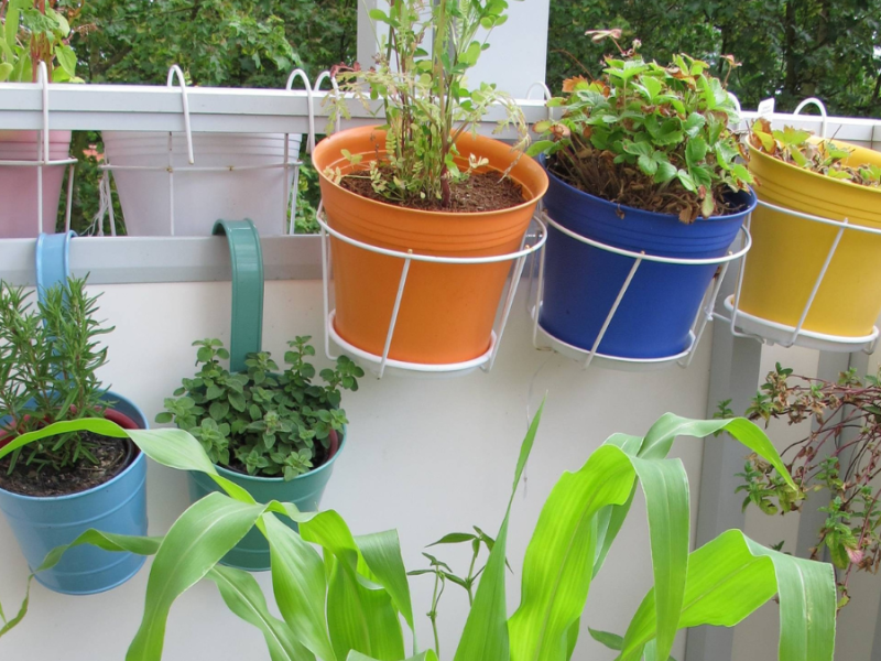 Gemüsepflanzen auf dem Balkon