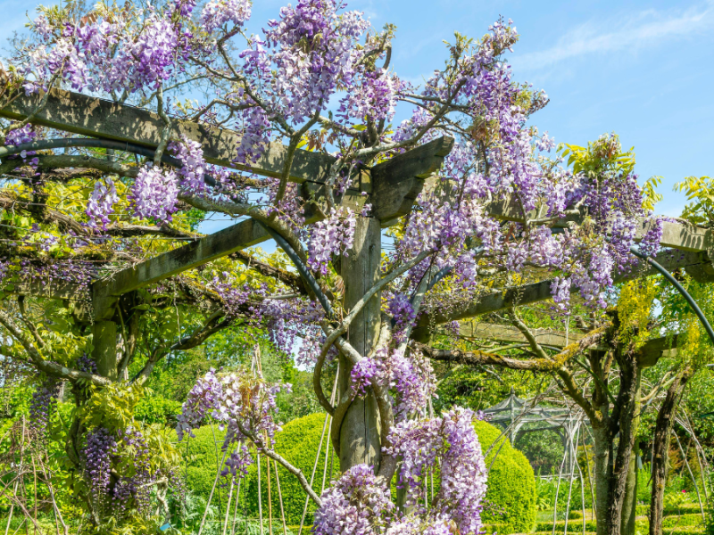 Garten: 12 Pflanzen, die extrem schnell wachsen