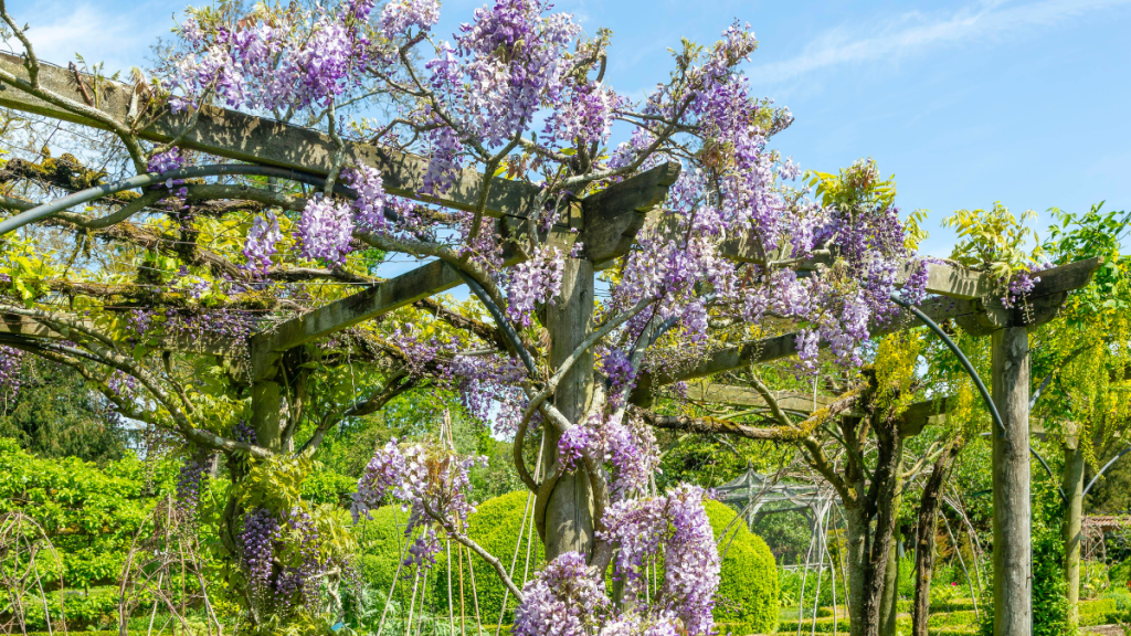 12 Gartenpflanzen, die besonders schnell wachsen