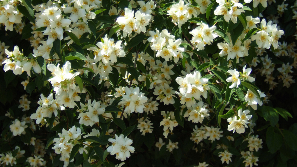 Weiß-blühender Duftjasmin.