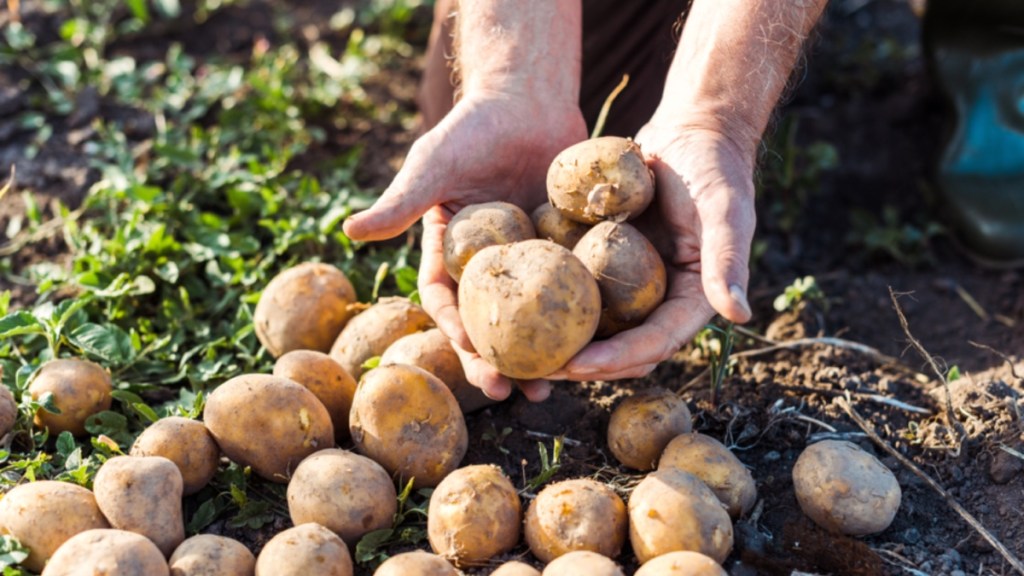 Kartoffelturm für eine reiche Ernte „bauen“