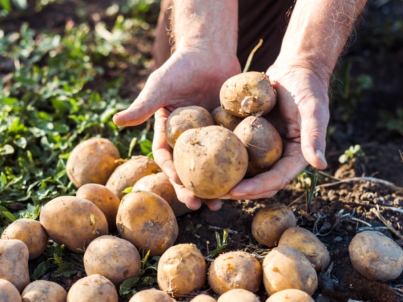 Kartoffelturm für eine reiche Ernte „bauen“